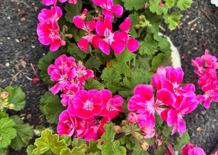 Casa Tajinaste Apartament Tinajo