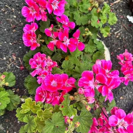 Casa Tajinaste Διαμέρισμα Tinajo